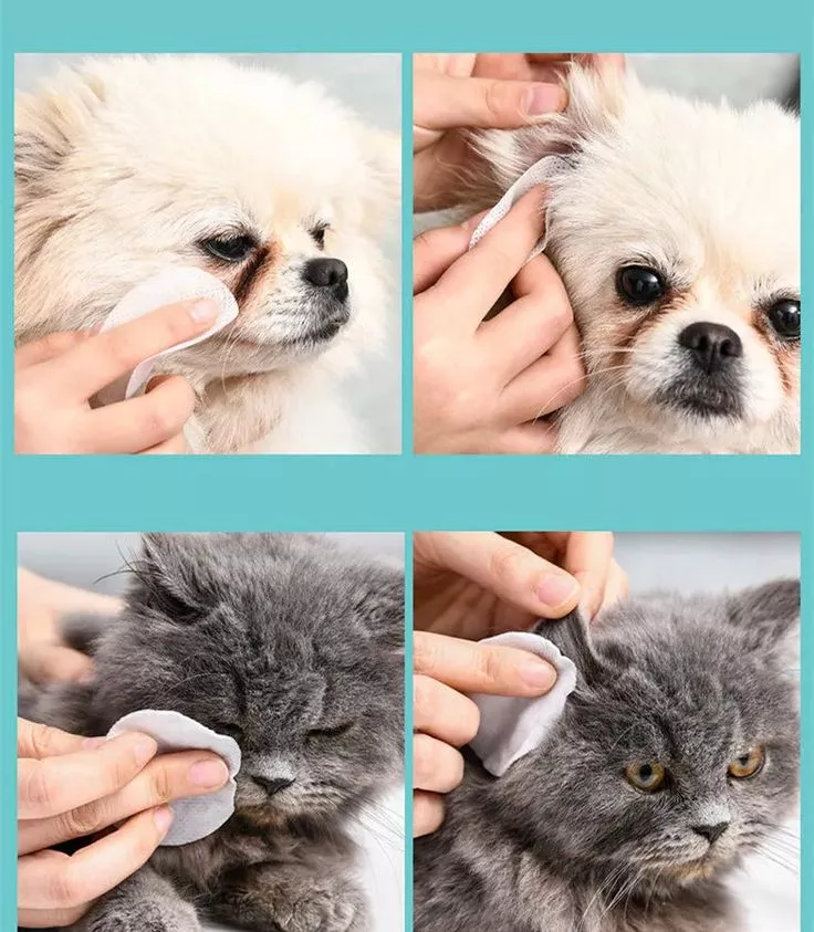 Warum Haustierohrtücher für Hunde für Hunde ideal für die Ohrreinigung sind