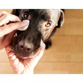 Feuchttücher für die Augen von Haustieren